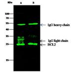 Bcl-2 Antibody in Immunoprecipitation (IP)