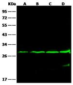 Bcl-2 Antibody in Western Blot (WB)