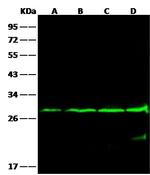 Bcl-2 Antibody in Western Blot (WB)