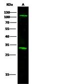 IL17RA Antibody in Western Blot (WB)