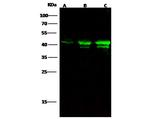 Cytokeratin 19 Antibody in Western Blot (WB)