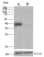 Cytokeratin 19 Antibody in Western Blot (WB)