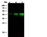 Cytokeratin 19 Antibody in Western Blot (WB)