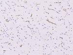 Nestin Antibody in Immunohistochemistry (Paraffin) (IHC (P))