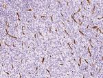 Nestin Antibody in Immunohistochemistry (Paraffin) (IHC (P))