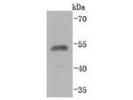 HA Tag Antibody in Western Blot (WB)