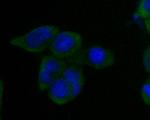 SV2B Antibody in Immunocytochemistry (ICC/IF)