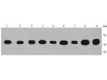 IDH1 Antibody in Western Blot (WB)