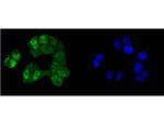 CREB Antibody in Immunocytochemistry (ICC/IF)