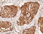 CREB Antibody in Immunohistochemistry (Paraffin) (IHC (P))