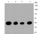 CREB Antibody in Western Blot (WB)