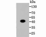 CREB Antibody in Western Blot (WB)