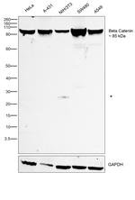 beta Catenin Antibody in Western Blot (WB)