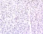 NeuN Antibody in Immunohistochemistry (Paraffin) (IHC (P))