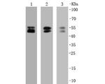 NeuN Antibody in Western Blot (WB)