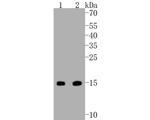 Survivin Antibody in Western Blot (WB)