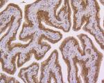 NFkB p50/p105 Antibody in Immunohistochemistry (Paraffin) (IHC (P))