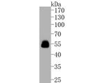 Tau Antibody in Western Blot (WB)