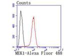 MEK1 Antibody in Flow Cytometry (Flow)