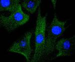 MEK1 Antibody in Immunocytochemistry (ICC/IF)