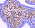 MEK1 Antibody in Immunohistochemistry (Paraffin) (IHC (P))