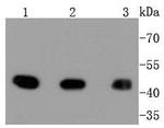 MEK1 Antibody in Western Blot (WB)