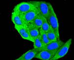 Cytokeratin 18 Antibody in Immunocytochemistry (ICC/IF)