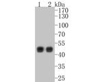 Cytokeratin 18 Antibody in Western Blot (WB)