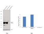 SMAD4 Antibody