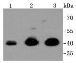 ERK1 Antibody in Western Blot (WB)