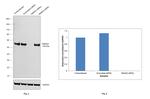 SMAD2 Antibody in Western Blot (WB)