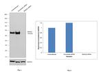 SMAD2 Antibody in Western Blot (WB)