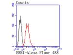 ERK1 Antibody in Flow Cytometry (Flow)