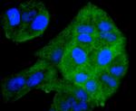 ERK1 Antibody in Immunocytochemistry (ICC/IF)