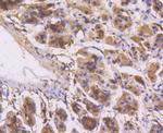 ERK1 Antibody in Immunohistochemistry (Paraffin) (IHC (P))