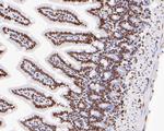 HDAC1 Antibody in Immunohistochemistry (Paraffin) (IHC (P))