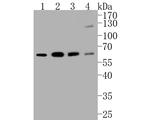 HDAC1 Antibody in Western Blot (WB)