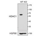 HDAC1 Antibody in Western Blot (WB)