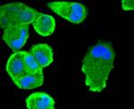 STAT3 Antibody in Immunocytochemistry (ICC/IF)