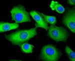 STAT3 Antibody in Immunocytochemistry (ICC/IF)