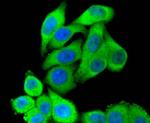 STAT3 Antibody in Immunocytochemistry (ICC/IF)