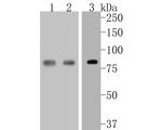 STAT3 Antibody in Western Blot (WB)