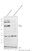 STAT3 Antibody in Western Blot (WB)