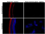 Synaptophysin Antibody in Immunohistochemistry (Paraffin) (IHC (P))