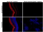 Synaptophysin Antibody in Immunohistochemistry (Paraffin) (IHC (P))