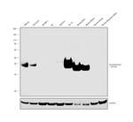 Synaptophysin Antibody in Western Blot (WB)