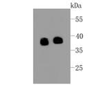 Synaptophysin Antibody in Western Blot (WB)