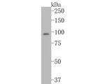 VPS34 Antibody in Western Blot (WB)