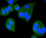 Bim Antibody in Immunocytochemistry (ICC/IF)