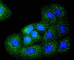 Bim Antibody in Immunocytochemistry (ICC/IF)